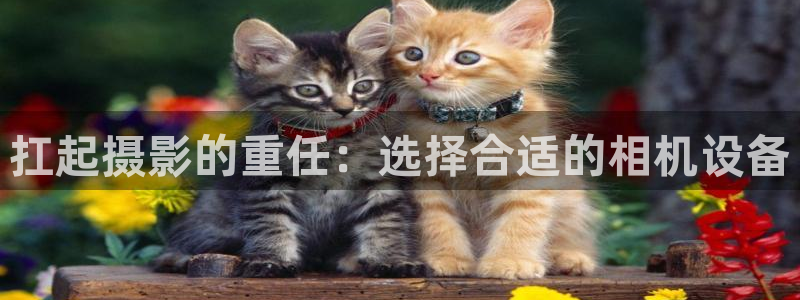 辉达娱乐最新版本更新内容
